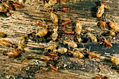 Termites feeding