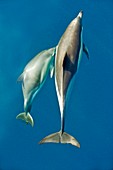 Short-beaked common dolphins