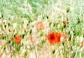 Poppies (Papaver rhoes) in a cornfield