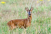 Roe deer buck (Capreolus capreolus)