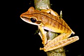 Basin treefrog