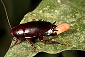 Cockroach laying eggs