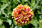 Blanket flower (Gaillardia pulchella)