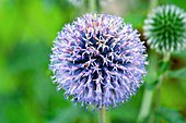 Allium caeruleum