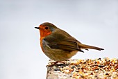 Robin on a bird table