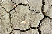 Cracked mud,Canadian Arctic