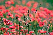 Poppies (Papaver rhoes) and grass