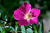 Rosa pendulina 'Alpine Rose'