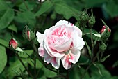 Provence or Centifolia Rose (Fantin Latour)