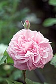 Shrub Rose (Gertrude Jekyll)