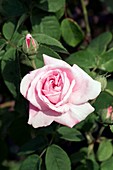 Damask Rose (Ispahan)