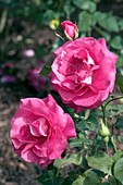 Floribunda Rose (Manou Meilland)