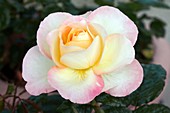 Rose (Pierre Tchernia) Hybrid Tea Rose