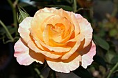 (Rochemenier Village) Floribunda Rose