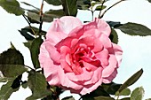 Rose (Rondilla). Miniature Rose