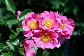 Rose (Souvenir de Madam Leonie Viennot)
