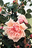 Rose (Petit Bonheur). Climbing Rose