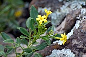 Canary jasmine (Jasminum odorotissimum)