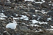 Arctic hare,Nunavut,Canada