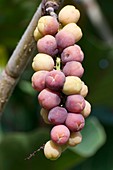 Seagrape fruits (Coccoloba uvifera)