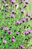 Black knapweed (Centaurea nigra)