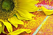 Sunflower pollen (Helianthus annuus)
