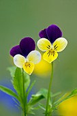 Heartsease (Viola tricolor)