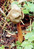 Flexible helvella mushroom