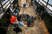 Chimpanzee reintroduction,Congo
