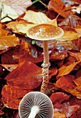 Scaly-stalked psilocybe mushrooms