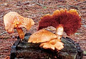 Spectacular rustgill mushrooms