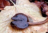 Saddle fungus mushroom