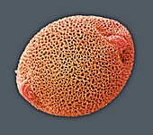 Dinoflagellate plankton,SEM