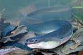 European eel