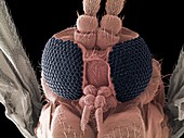 Fungus gnat head,SEM