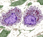 Macrophage cells,TEM