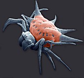 Spiny spider,SEM