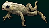 Common toad,SEM
