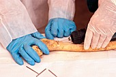 Islamic mummy research,Egypt