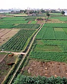 Farmland by the Nile,Egypt