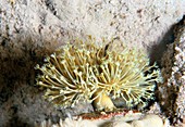 Sarcophyton coral