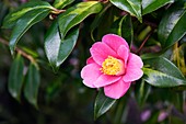 Camellia x williamsii 'Golden Spangles'