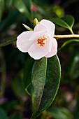 Camellia 'Winton'
