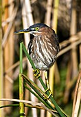 Green heron amongst reeds