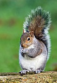 Grey squirrel feeding