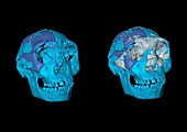 Turkana boy skulls,3D computer image