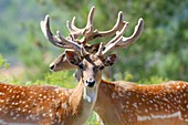 Fallow deer stags