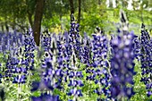 Blue lupins (Lupinus pilosus)