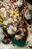 Scorpion fish