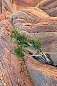 Utah juniper tree (Juniperus osteosperma)